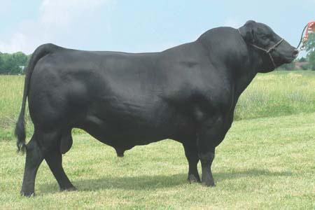 Angus Reference Sire B/R NEW DAY 454 AAR New Trend # BOYD NEW DAY 8005 # SVF Forever Lady 57D B/R New Design 323 # B/R RUBY 1224 HF Ruby 036-951 VDAR Shoshone 548 # Donna AAR 74 Leachman Right Time #