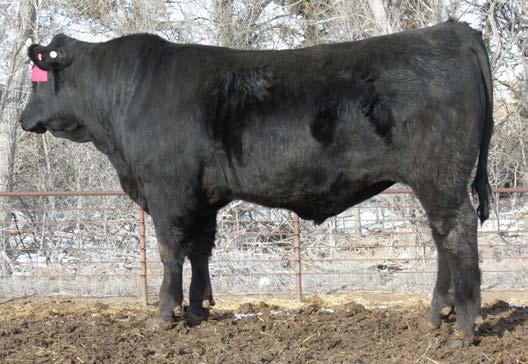 DAY -- 1 Son 94 PF Game Day of 012 Calved 1-20-12 #17200777 +12-1.