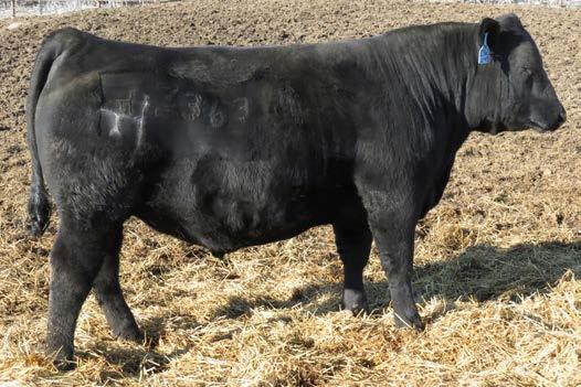 Spades TLR Cocoa 35C SVF Ms Kayla 17E CV 76.69 FM 23.69 RE.48 MB.54 Lot 97 Angus Reference Sire Connealy 5398 4624 Balancer EPDs 17-4.7 66 120 20 53 8 RE MARB FT CW CV FM.64.50.02 35 79.79 54.