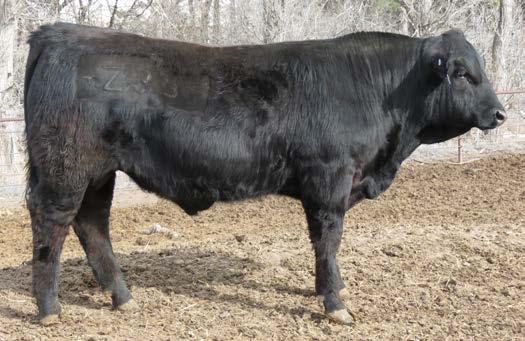 Extra 150D F1281 Bar GT Paradigm 2H ET H1176 ET One of the top feed efficiency bulls at the 2010 Eagle Pass sale.