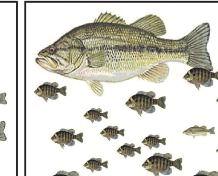 In such ponds, most bass caught are less than 12 inches long with poor body condition, and the bream are hand-sized and in good condition.