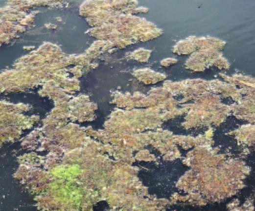 Algae Planktonic algae: Green water is the sign of productivity, but if the water is too green (visibility less than 12 inches) or there