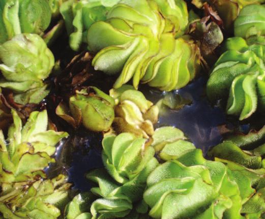 e leaves are leathery and deep green, with inflated and spongy stems for floatation.