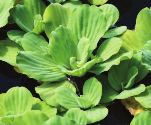 Floating Plants Water lettuce: Water lettuce is a non-native plant that forms large colonies of floating plants and