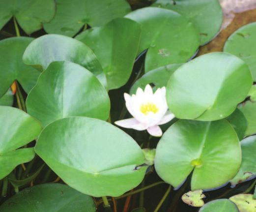 Emergent Plants American lotus: American lotus is a native plant that has characteristic large, round leaves that