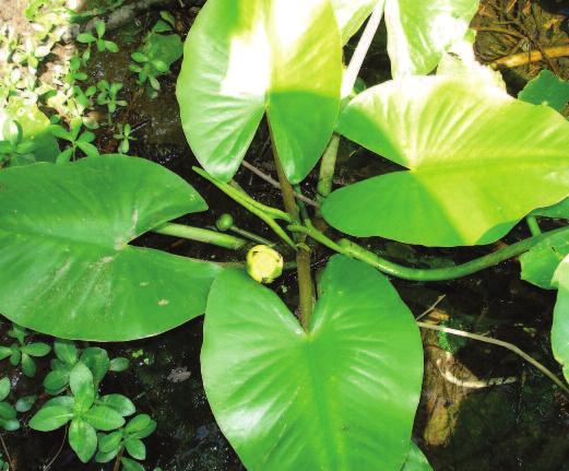 Spatterdock: Also known as yellow cow lily, this rooted plant has spade-shaped leaves with a deep notch at the