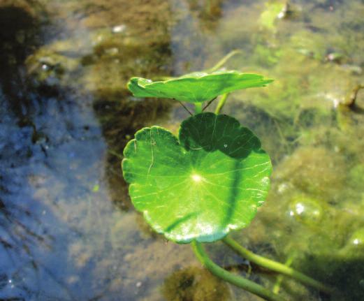 Emergent Plants Water pennywort: Pennywort may have a few floating leaves or may form large mats that stand a foot or