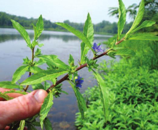 Hydrolea: Also known as waterpod or waterleaf, hydrolea has characteristic long thorns above leaf bases and a small blue