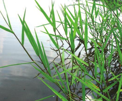 Although most of the plant is under water, branch tips usually extend a few inches above the water.