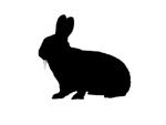 Poultry (Rabbit & Poultry Barn) Rabbits (Rabbit & Poultry Barn) Sutherland