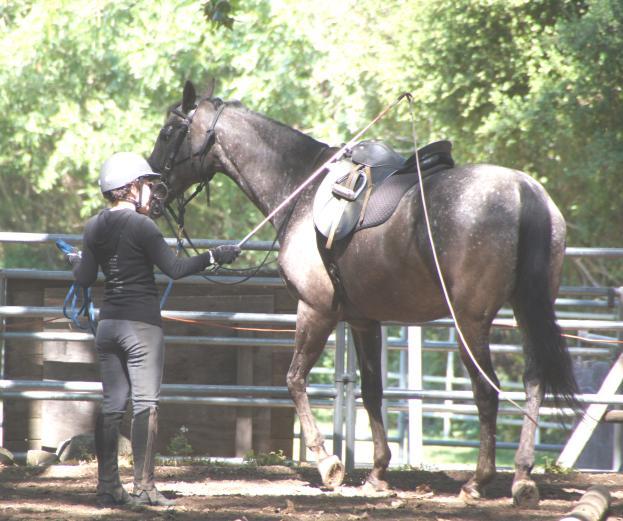 Joyce Bogartz works with Angel on Ground School. Aug 12th, SUNDAY 9:00-5:00 P.M. Monthly progressive Workshops at Pony Cross Farm which are based on natural horsemanship principles.