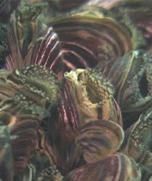 other shelled animals. These animals die because they can t feed. Zebra mussels can upset food webs in other ways, too.
