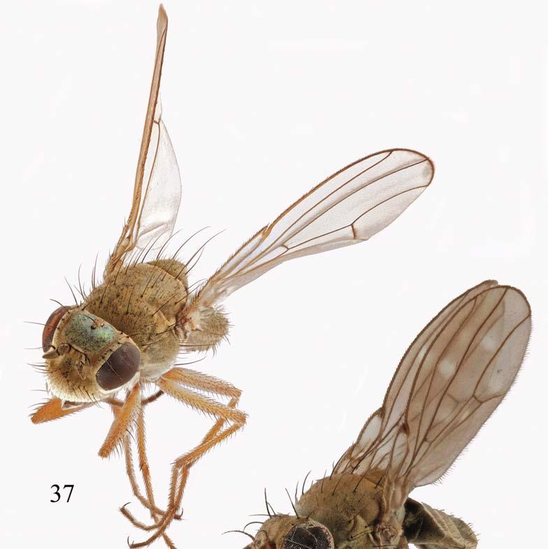 Order Diptera, family Ephydridae 745 Plates