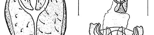 746 W.N. Mathis, T. Zatwarnicki, J.-H. Stuke & J.C. Deeming Figures 159 160. Male terminalia of Scatella (Scatella) rufipes Strobl.