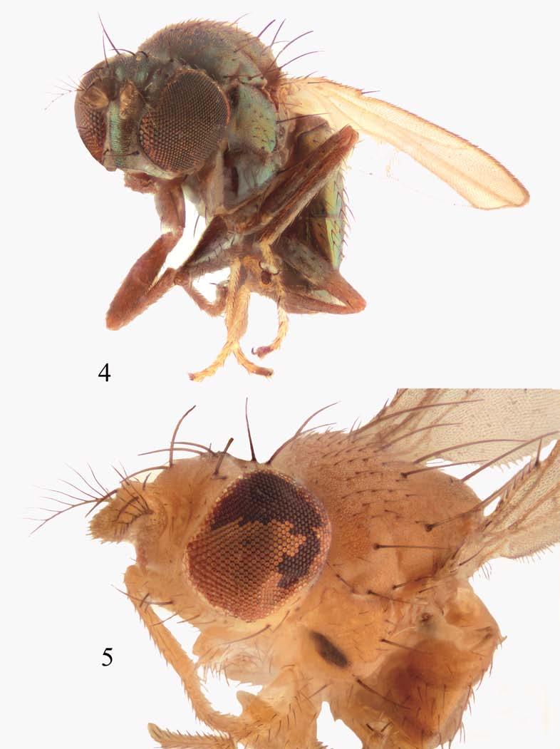 Order Diptera, family Ephydridae 653 Plates 4 5. Habitus, anterolateral view.