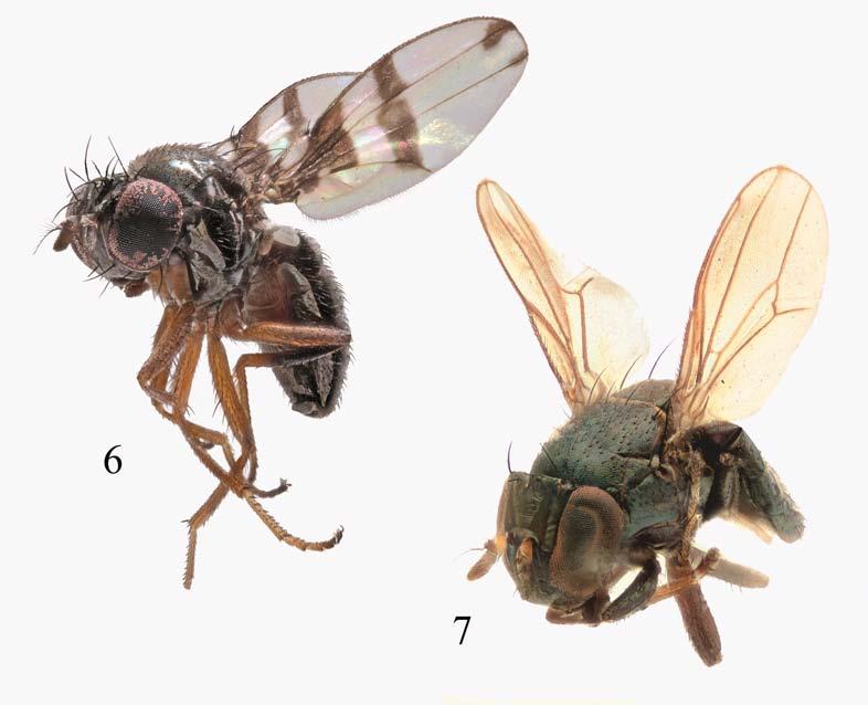 Order Diptera, family Ephydridae 659 Plates 6 7. Habitus, anterolateral view. 6: Psilopa maritima (Perris); 7: Clanoneurum cimiciforme (Haliday). Photographs: T. Zatwarnicki.