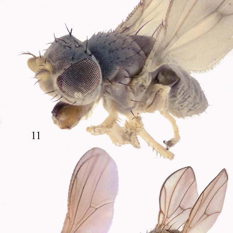 Order Diptera, family Ephydridae 677 Plates 11 13.