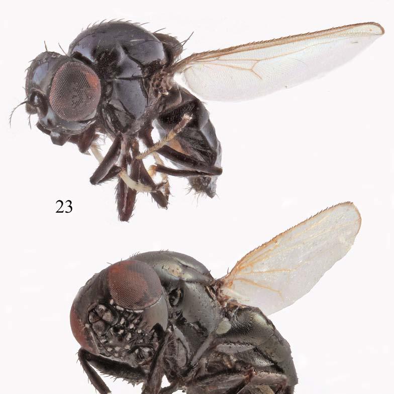 Order Diptera, family Ephydridae 707 Plates 23 24.