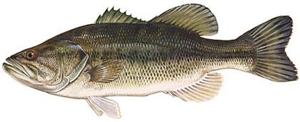 ish pecies Biology Best ishing Times Largemouth Bass Bass spawn from ebruary to ay and occupy a variety of habitats in reservoirs and rivers.