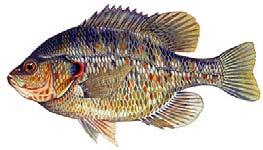 Bait: Crankbaits, plastic worms & jigs Redear unfish Bluegill hellcracker feed primarily on aquatic insects including midge larvae to snails.