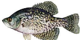 Black Crappie ish pecies Biology Best ishing Times Has a preference of clear water, and associated with vegetation during spawns. Young prefer insects, switching to fish as it matures.