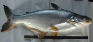 Biological characteristics of chosen fish Common name: Striped