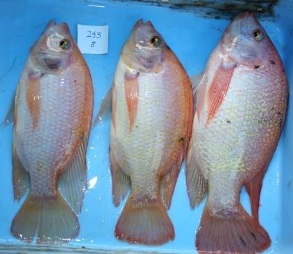Major Fish Exports From Asia Catfish ( Pangasianodon hypothalmus): Tra,