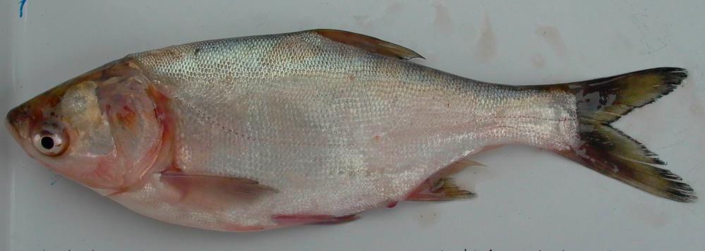 FIBOZOPA LABORATORY MANUAL IDENTIFICATION OF ZOONOTIC METACERCARIAE FROM FISH Prepared for FIBOZOPA Project by Professor K.