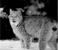 ..... what the close relatives of the lynx are?