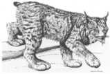 Do you know...... whether lynxes live in a group or live solitary? Some animals, like the wolves, live in big groups.