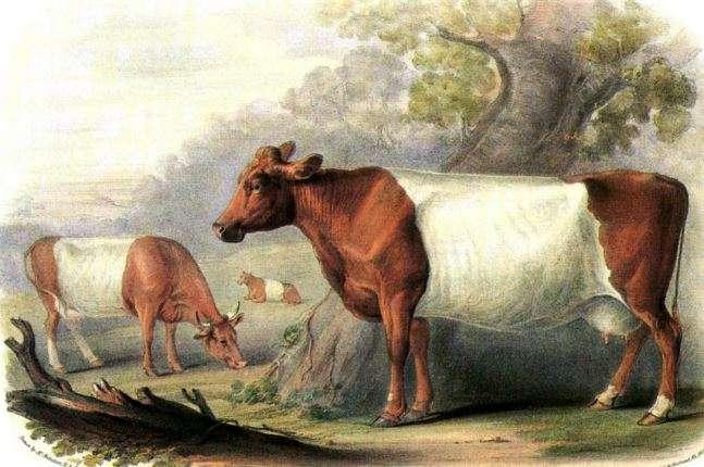 SHEETED SOMERSET Project BCMS breed code LVSP The above picture taken from an original painting captures the famous old breed the Sheeted Somerset which became extinct during the 20th century. Mr.
