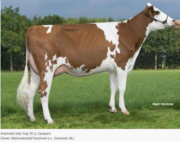 Left is FLORIANNE 41 (VG87) maternal half sister to CAMPARI Herd Book Number ~ NL 446135399 aaa code ~ 351 Date of birth ~ 16/08/2010 Dutch A.I. code ~ 36853 UK A.