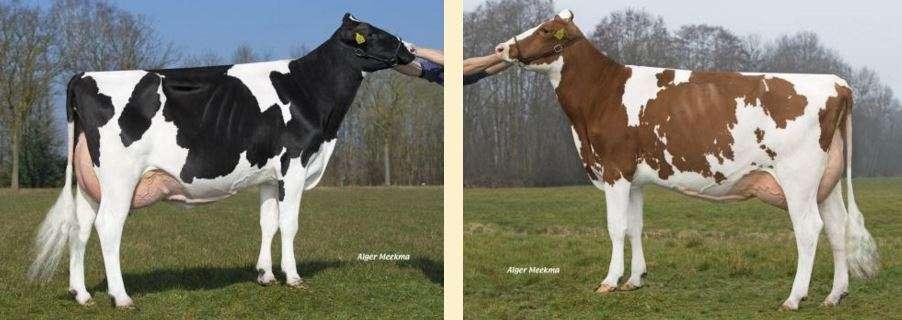 daughter temperament Good milking speed Daughters are suited to robot milking systems
