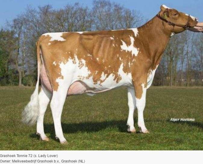 present in the herd Outcross pedigree for the Red & White population Improves