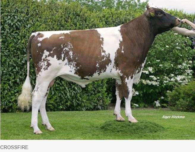 Tribe cow of this line Dora 37 ( VG86 and fifth generation)) produced over 100,000 Kg of milk.