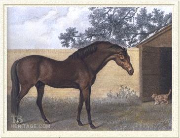 The origins of the modern thoroughbred: All modern Thoroughbreds trace back to three stallions imported into England from the Middle East in the late 17th and early 18th centuries: the Byerley Turk