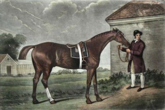 The famous Godolphin Arabian, so central to modern thoroughbred bloodstock, was foaled in Yemen around 1724.