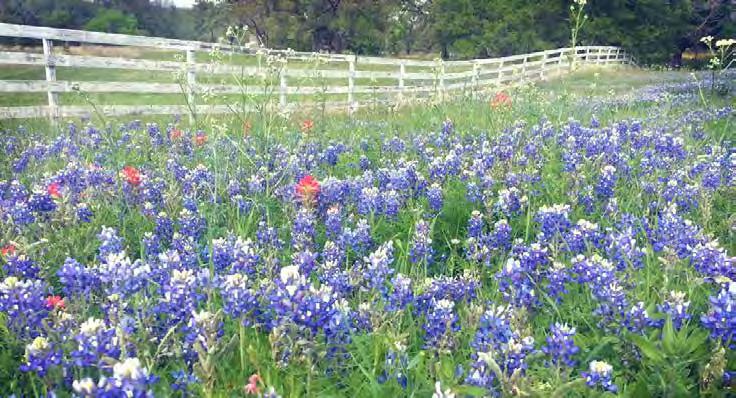 BLUEBONNET festival The Chappell Hill Historical Society celebrates their 50th Anniversary this