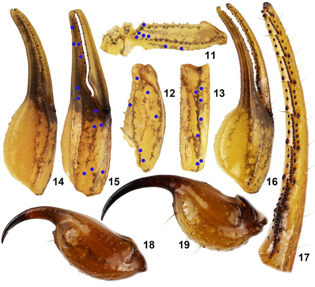 8 Euscorpius 2015, No. 198 Figures 11 19: Paratypes of Centruroides lucidus sp. n.