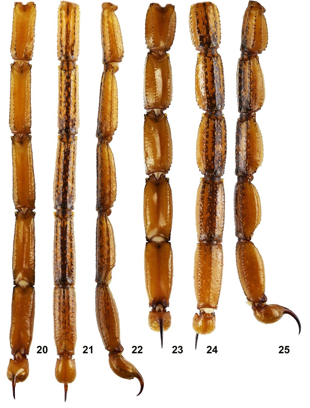 10 Euscorpius 2015, No. 198 Figures 20 25: Paratypes of Centruroides lucidus sp. n.