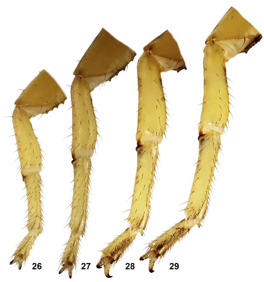 Teruel, Armas & Kovařík: New Centruroides From Hispaniola 11 Figures 26 29: Paratype male of Centruroides lucidus sp. n. from Los Tres Charcos, legs I IV (from left to right), internal view.