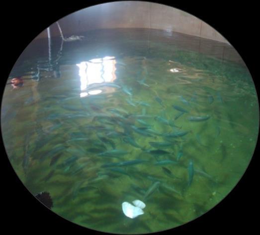 17-18 // Salinity 34-35 Pacific mackerel
