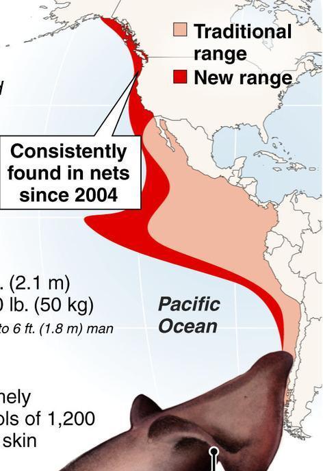 Humboldt squid expansion 1997 Strong El Niño: Abundant in Monterrey Bay, along Oregon coast 1998-2000 (- PDO): No sightings 2004 & 2005 (+ PDO): To