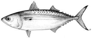 Biology of Indian Mackerel Mackerel The Indian mackerel, Rastrelliger kanagurta (Cuvier) is a pelagic shoaling scombroid fish widely distributed in the Indo West Pacific region l It is a neritic