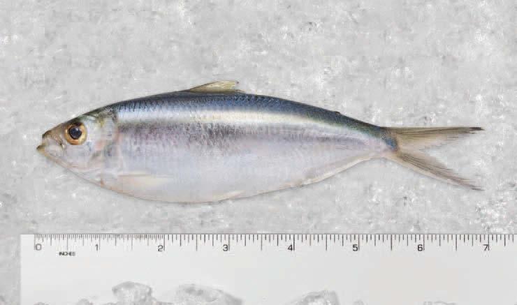 11 cal/100g Herring(Thread) Clupea pallasii Opisthonema oglinum Product of Canada, they are produced in the Pacific off the coast of British