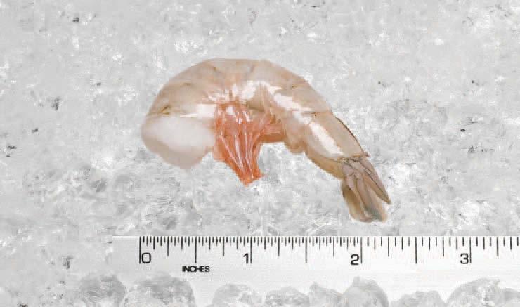 Shrimp(Atlantic White) Silversides Ash: 2.05% Fat: 0.74% Moisture: 81.04% Protein: 16.08% Calories: 70.98 cal/100g Ash: 3.64% Fat: 7.97% Moisture: 72.41% Protein: 15.82% Calories: 135.