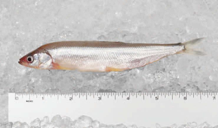 Also produced off the coast of Chile, they are called a Chilean Silverside. Also known as Surf Smelt or Day Smelt, they are produced in the North Pacific coastal area of the United States.