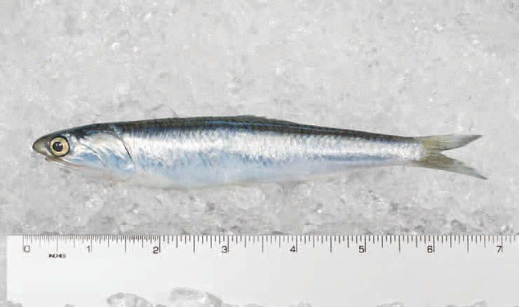 ANCHOVY 3 BLUE RUNNER 4 BLUEFISH 5 BONITO 6 BUTTERFISH 7 CAPELIN (CANADIAN) 8 CATFISH 9 CLAMS (ATLANTIC SURF) 10 CLAMS (LITTLE NECK) 11 CRAB (BLUE) 12 CRAWFISH 13 CROAKER 14 GLASS MINNOW 15 HERRING