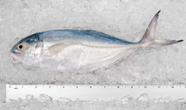 Blue Runner Bluefish Ash: 3.25% Fat: 2.27% Moisture: 75.45% Protein: 19.45% Calories: 98.23 cal/100g Ash: 3.08% Fat: 7.32% Moisture: 69.