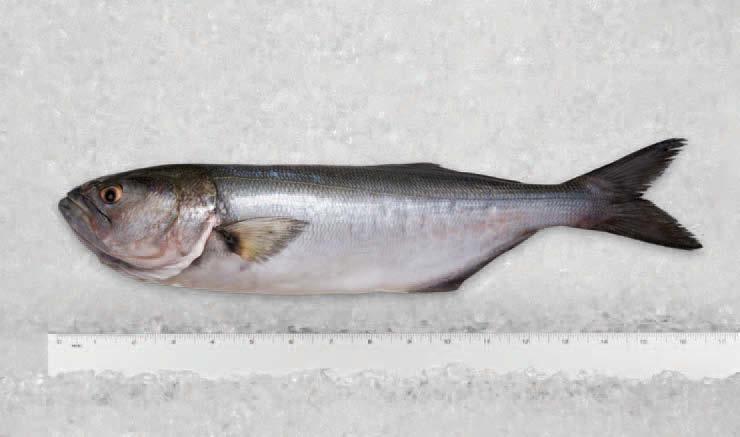 12 cal/100g Caranx crysos Pomatomus saltatrix Also known as Hard-Tailed Jack, produced off the Gulf Coast of Florida, they range in weight from